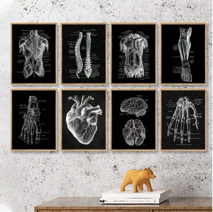 plakat na płótnie anatomia 8-pack