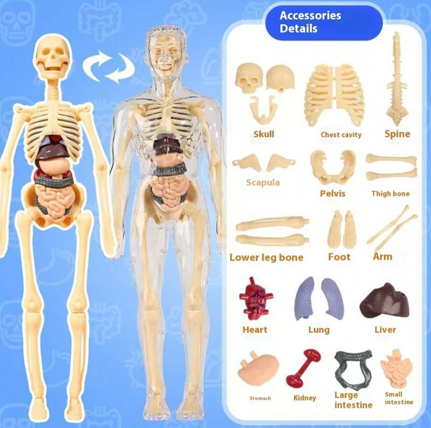 MODEL ANATOMICZNY SZKIELETU CZŁOWIEKA