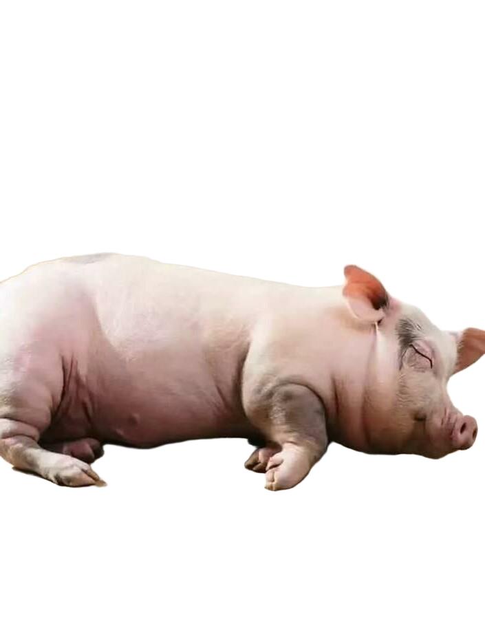 beżowa poduszka świnia