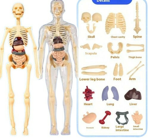 MODEL ANATOMICZNY SZKIELETU CZŁOWIEKA