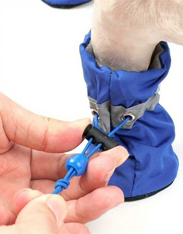 niebieskie buty dla psa