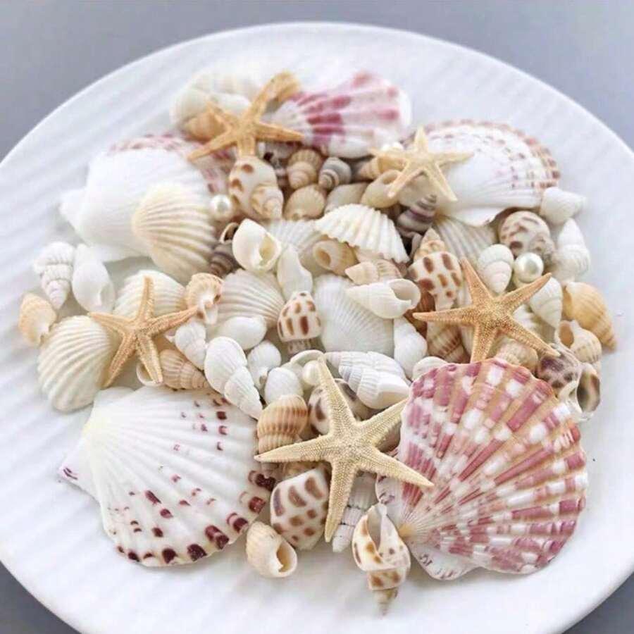 ozdobne muszle zestaw