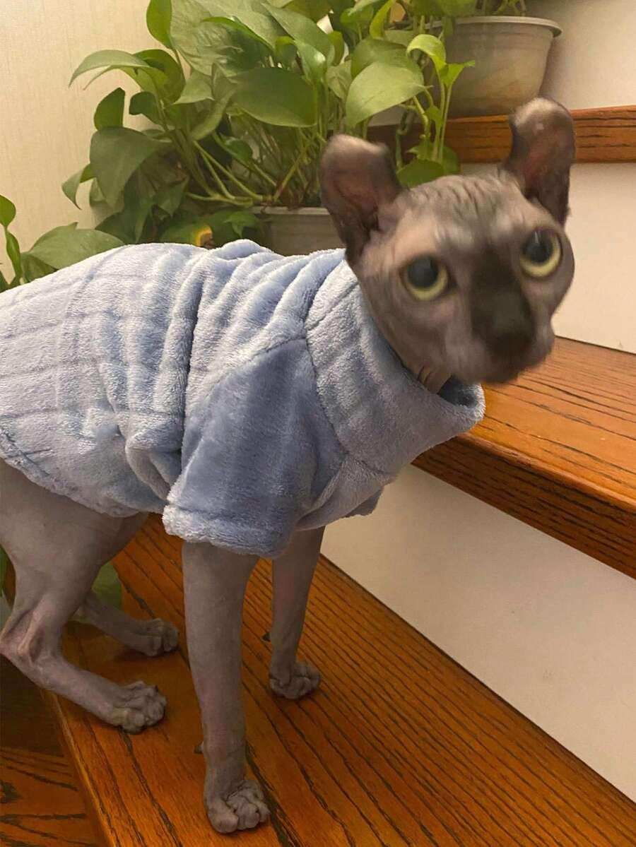 niebieski sweter dla kota