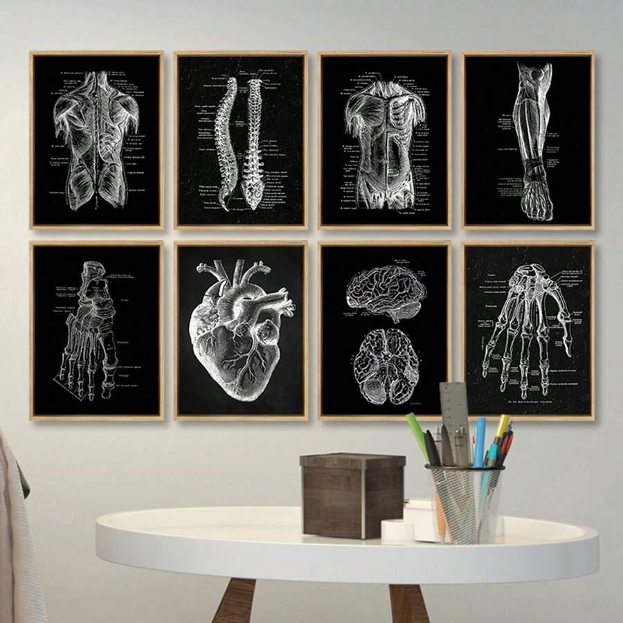 plakat na płótnie anatomia 8-pack