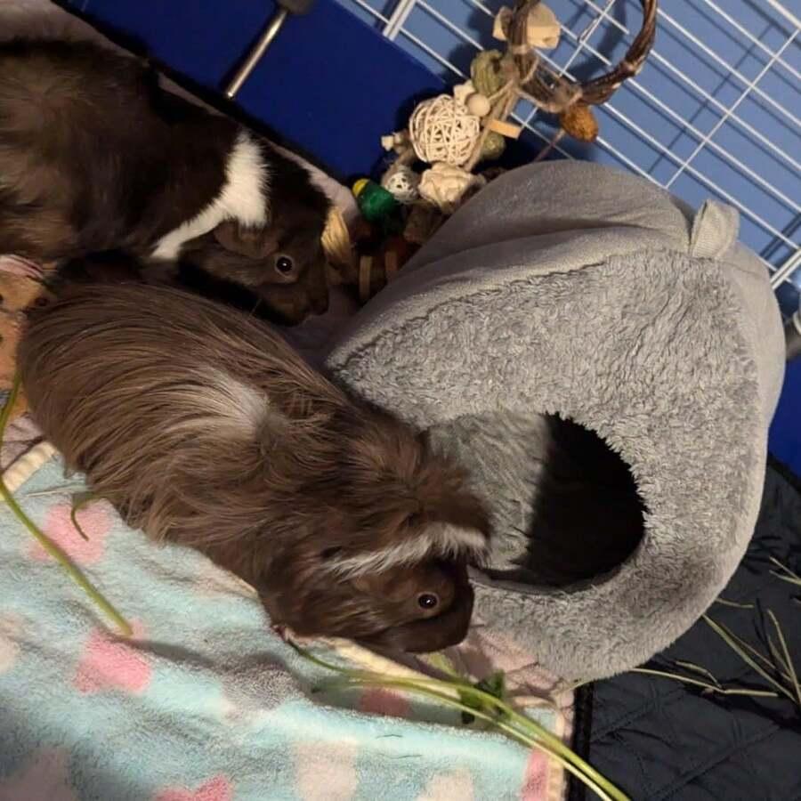 szary fluffy domek