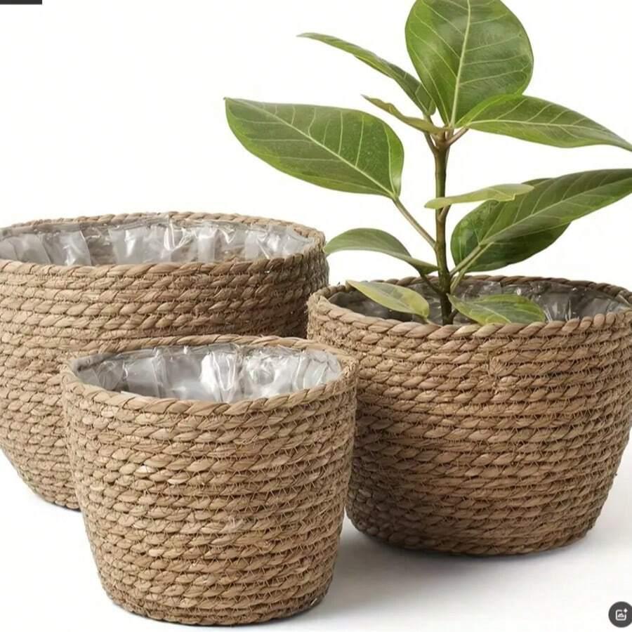 DONICZKA NA KWIATY 3 PACK